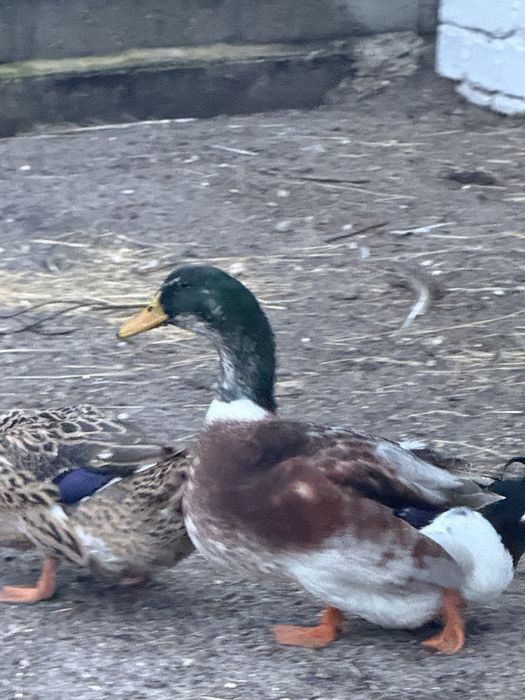 Patos Rouen disponiveis