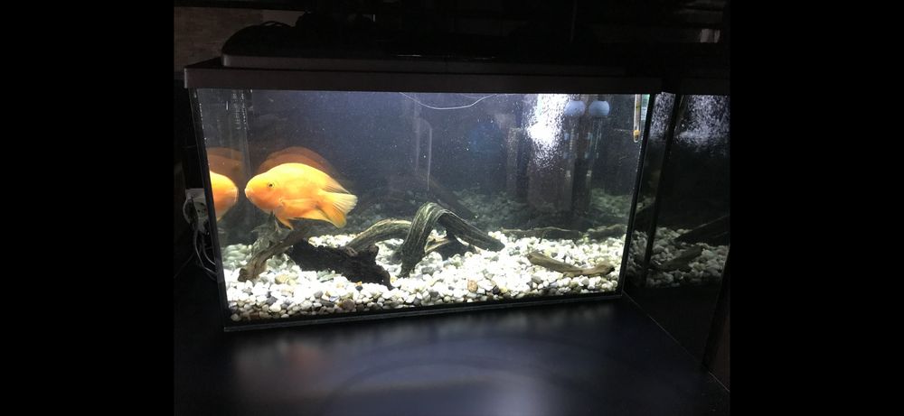 Kompletne akwarium 100l z wyposażeniem + drugie akwarium 20l