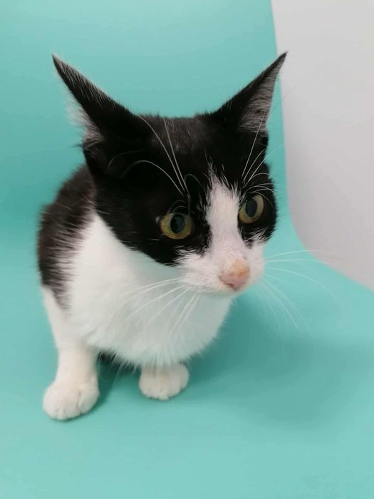 Proludzka, miziasta kotka czeka niecierpliwie na dom!!