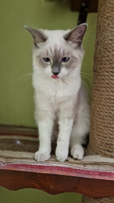 Śliczna kotka ragdoll