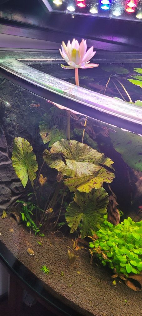 Lotos nymphaea Tiger