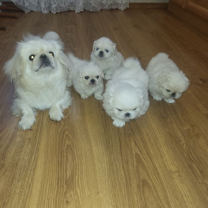 Пекінес цуценята