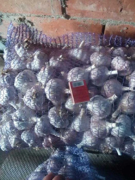 Продам Чосник, ПО ХОРОШІЙ ЦІНІ