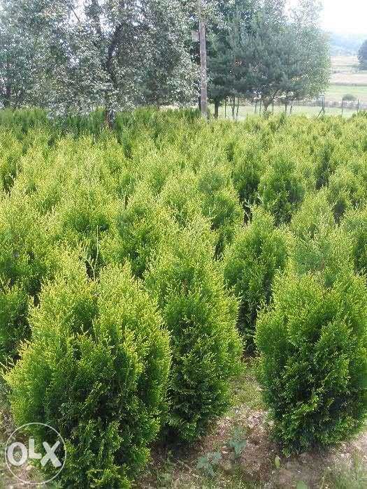 Tuja Kórnik / Złotokończysta aureospicata 130cm