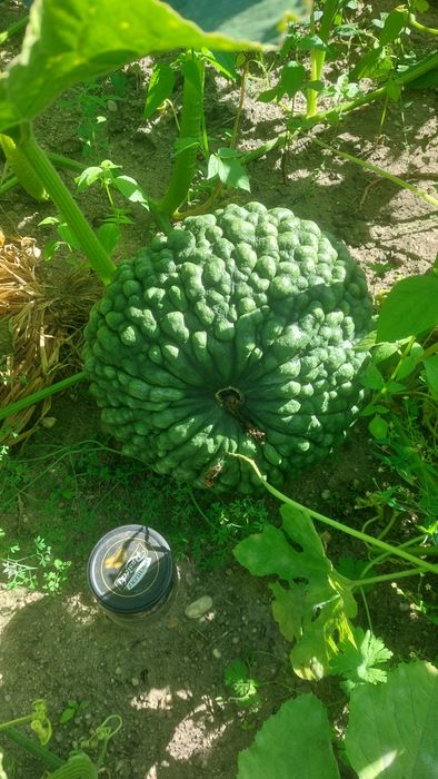 Dynia piżmowa, hokkaido, rouge vif d'etampes, marina