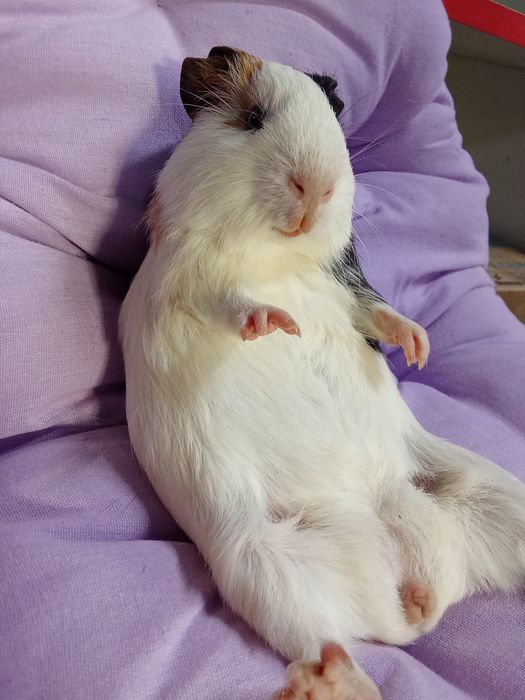 Морська свинка гладкошерста