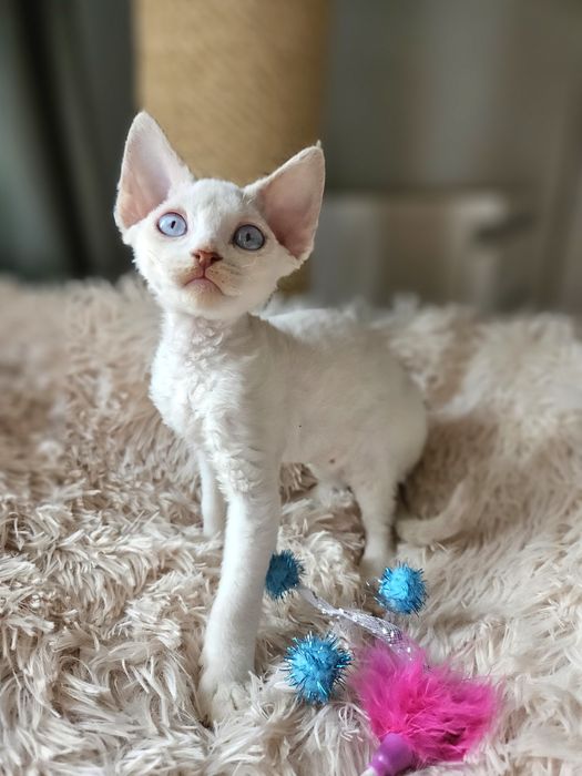 Kotka Devon Rex liliowy point