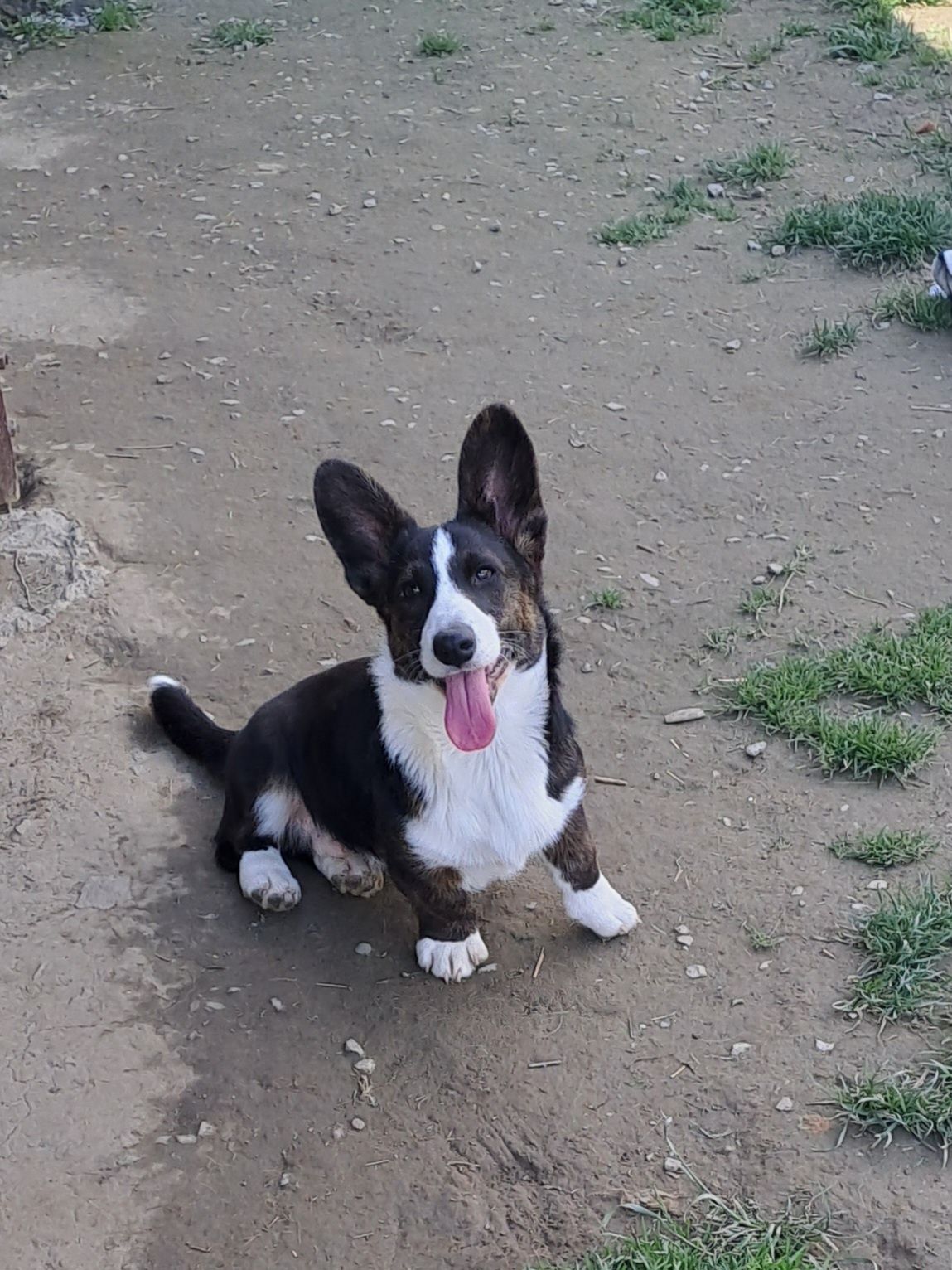 **DOLAR** Welsh Corgi Cardigan xxs gotowy do zmiany opiekuna