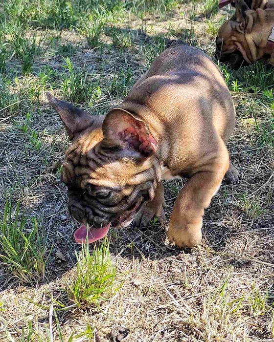 Щенки Французского бульдога