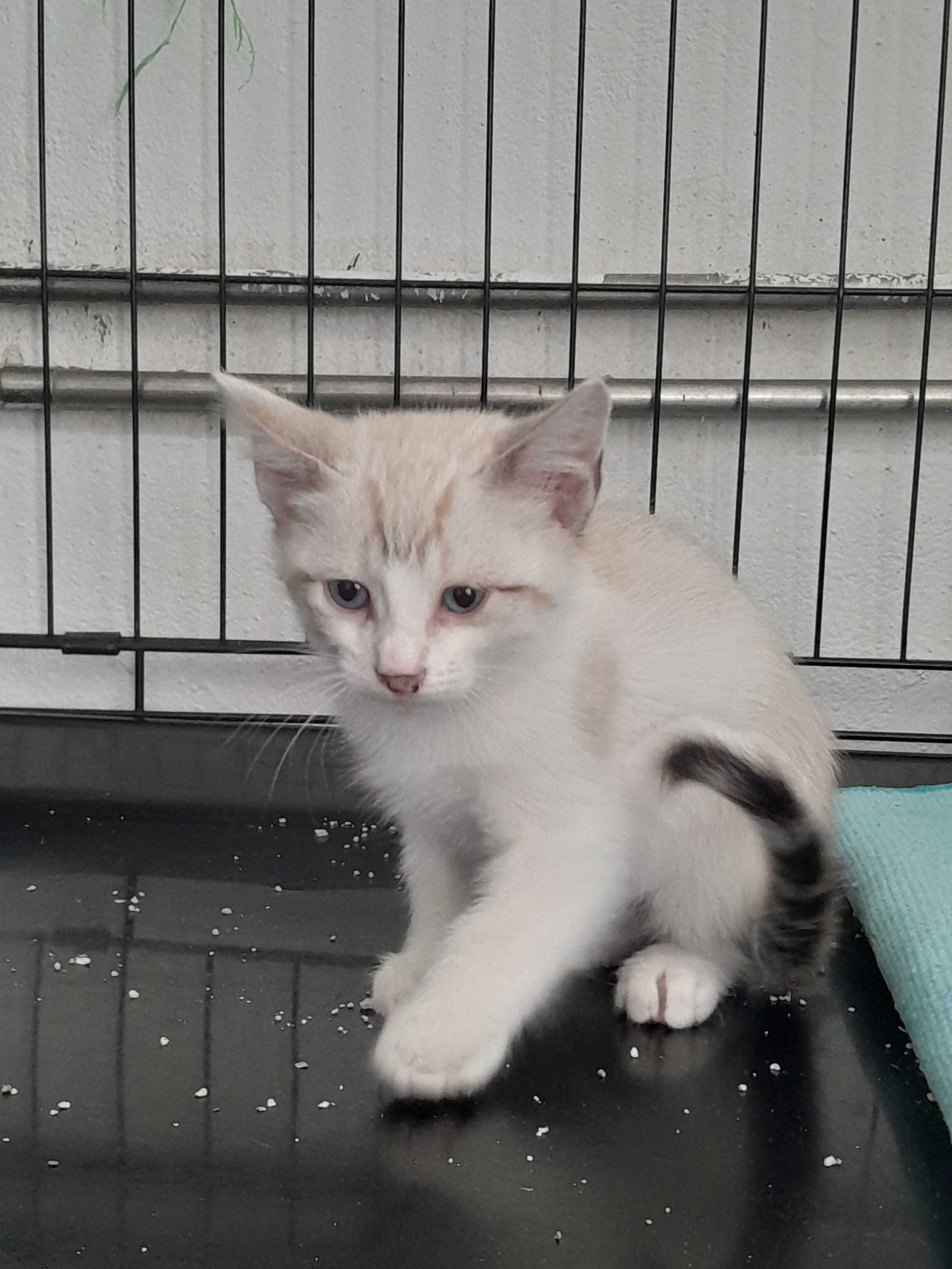 Gatos bebés para adoção consciente