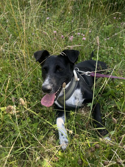 Nastka młoda sunia do PILNEJ adopcji