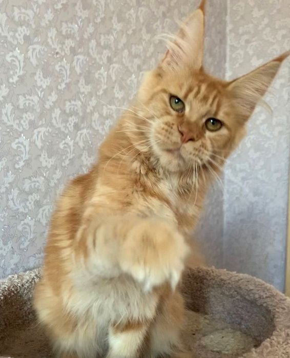 Детки мейн-кун, есть мальчики и девочки