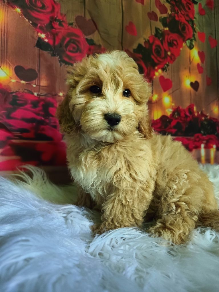 PASZPORT BADANIA GENETYCZNE Maltipoo cudowny chłopiec rodowód wyprawka
