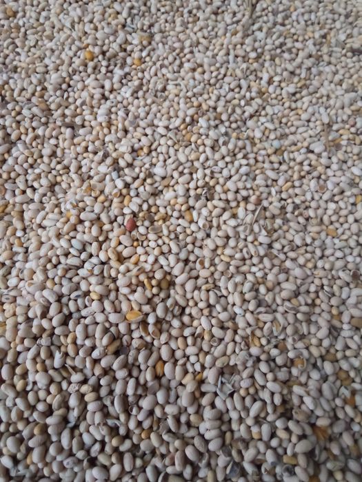 Продам сою хайпро високопротеїнову.