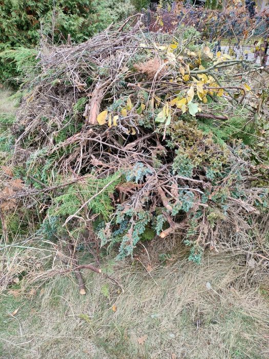 Gałęzie Oddam Za Darmo