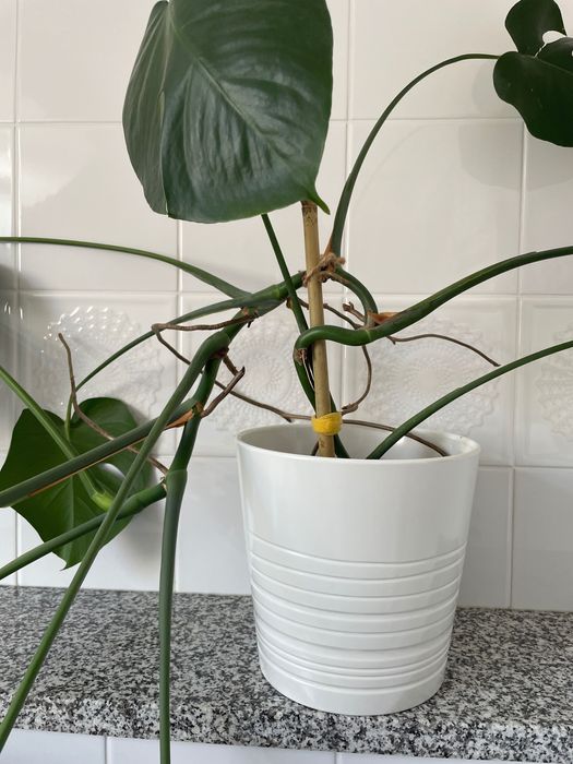 Kwiat Monstera  duży