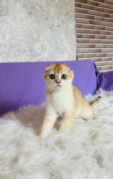 Котята висловушки золото