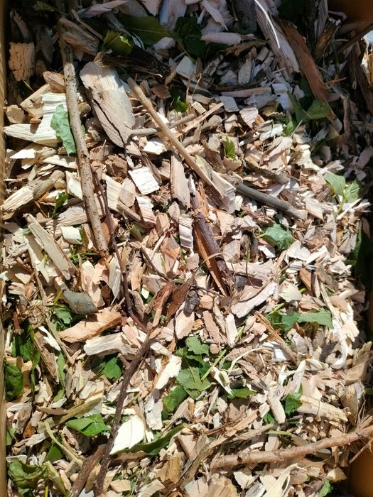 Zrębka liściasta z  gałęzi pod rośliny cała przyczepka nie kora