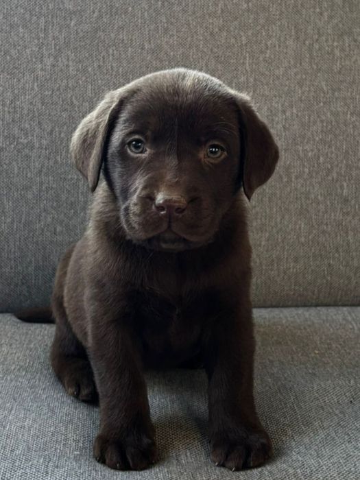 Labrador retriever