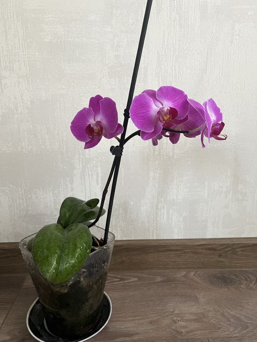 Орхидея, фаленопсис , комнатные цветы