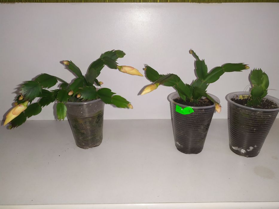 Різдвяник, рождественник, шлюмбергера