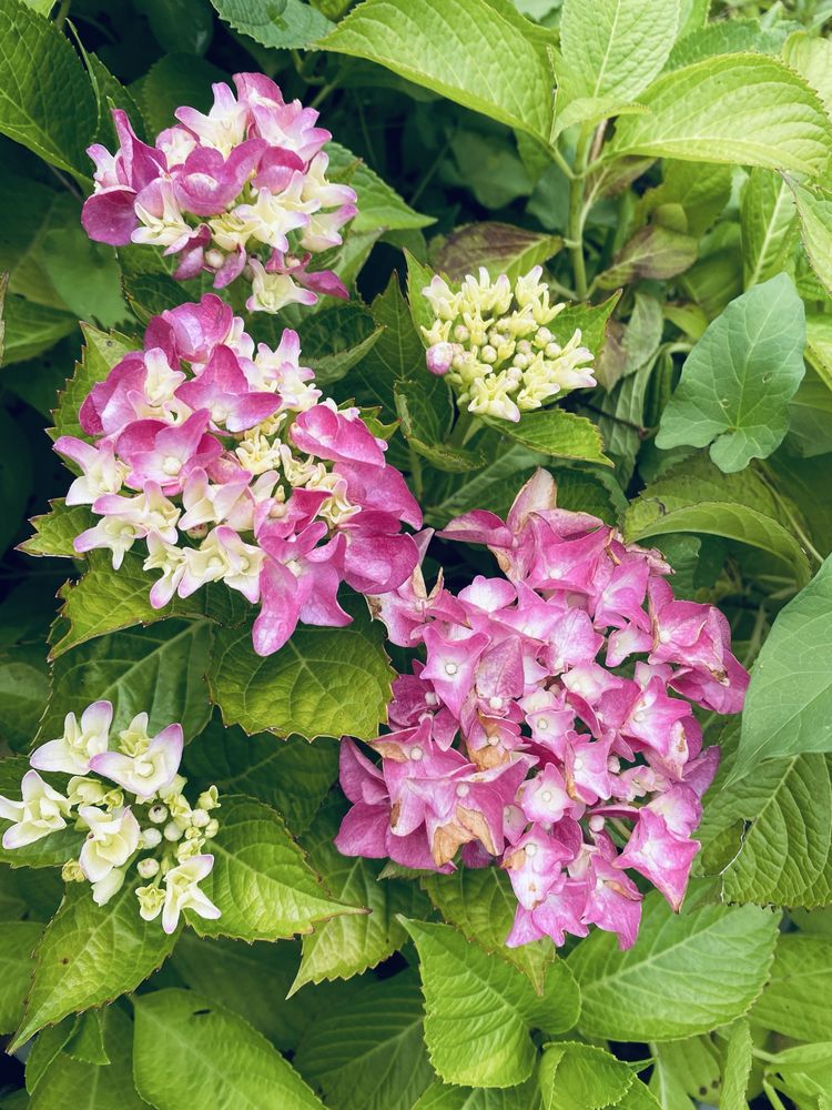 Hortensias/hidrangeas mix ja com flor