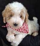 Maltipoo śliczny kręcony chlopczyk już do odbioru.