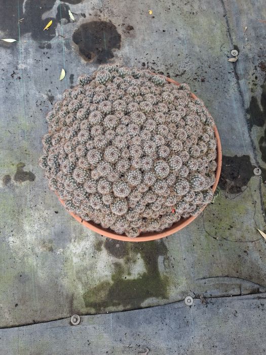 Kaktus Mamilaria.