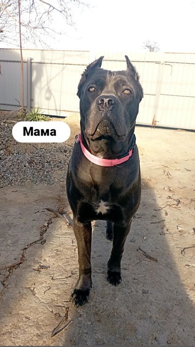 Корсики в пошуках нової родини