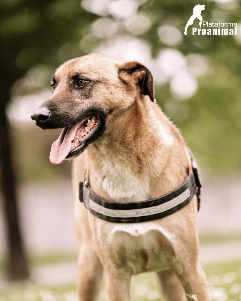 SVITELANO - Cãozinho para Adoção!