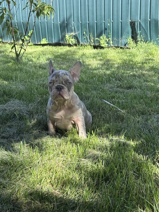 Милі цуценята французького бульдога