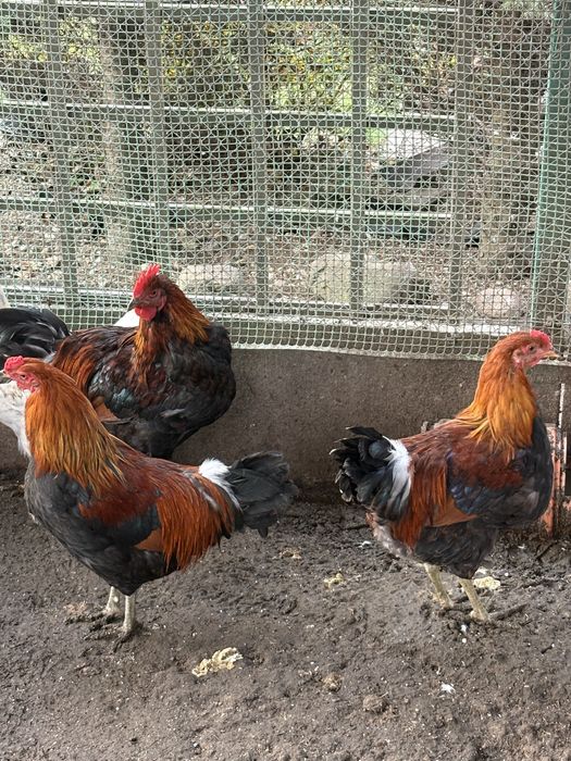 Koguty marans.