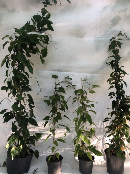 Актинідія , Ківі. Дорослі кущі! Від 2 до 6 років