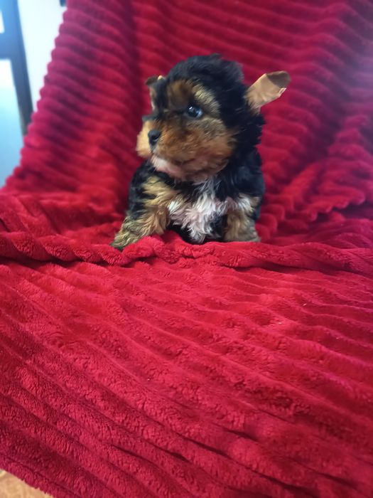 Yorrkshire Terrier , vacinado e desparasitado