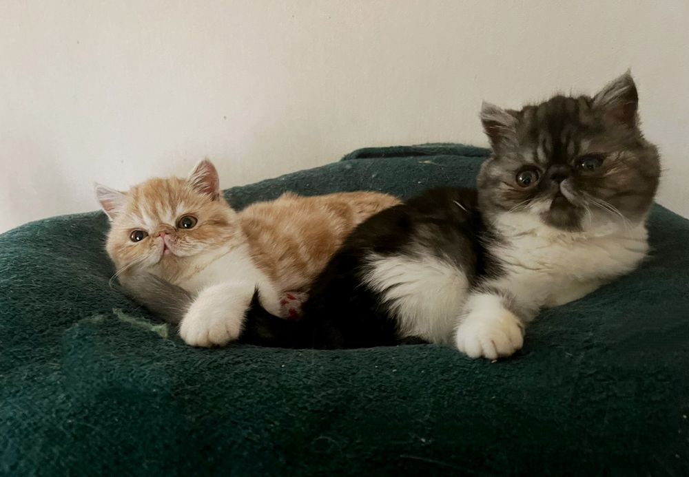 Екзотики. Хлопчик та дівчинка