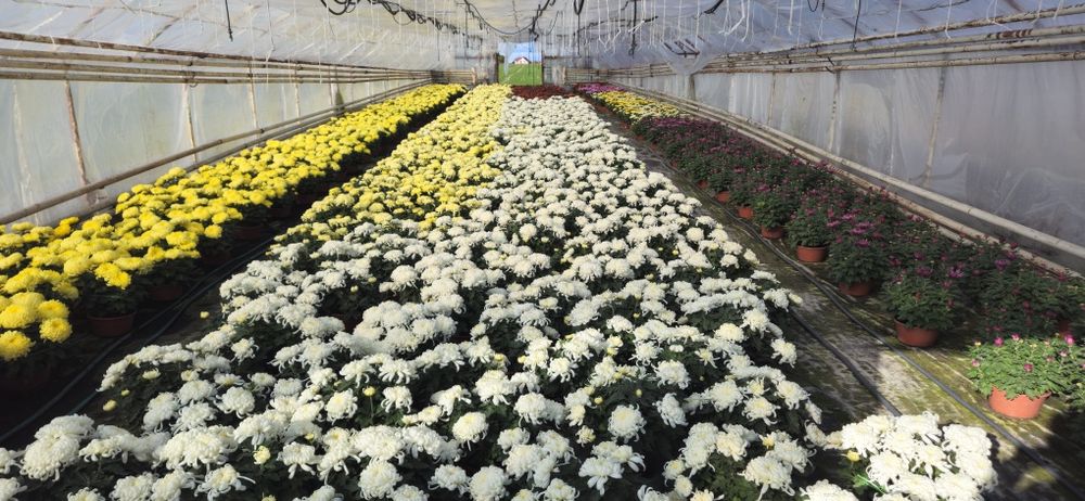 Chryzantemy hurt detal