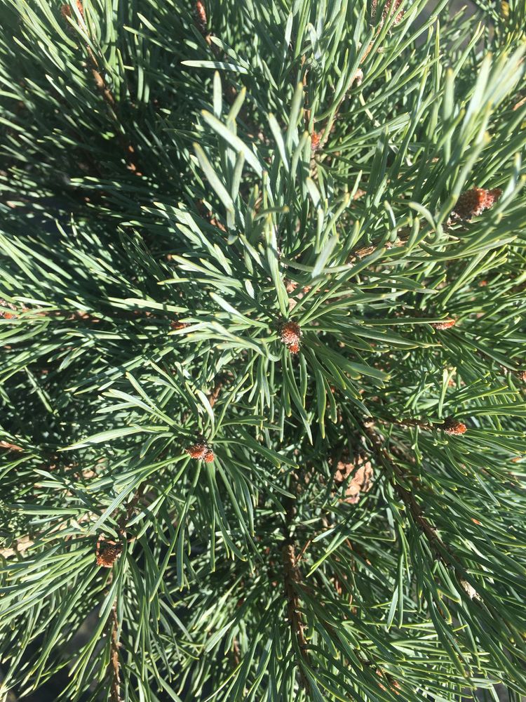 Sosna Pinus szczepiona wys.50cm do 160cm