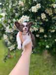 Chihuahua długowłosy przepiękna sunia