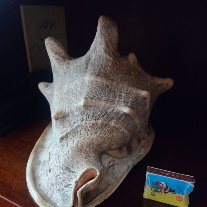 Ракушка морская.