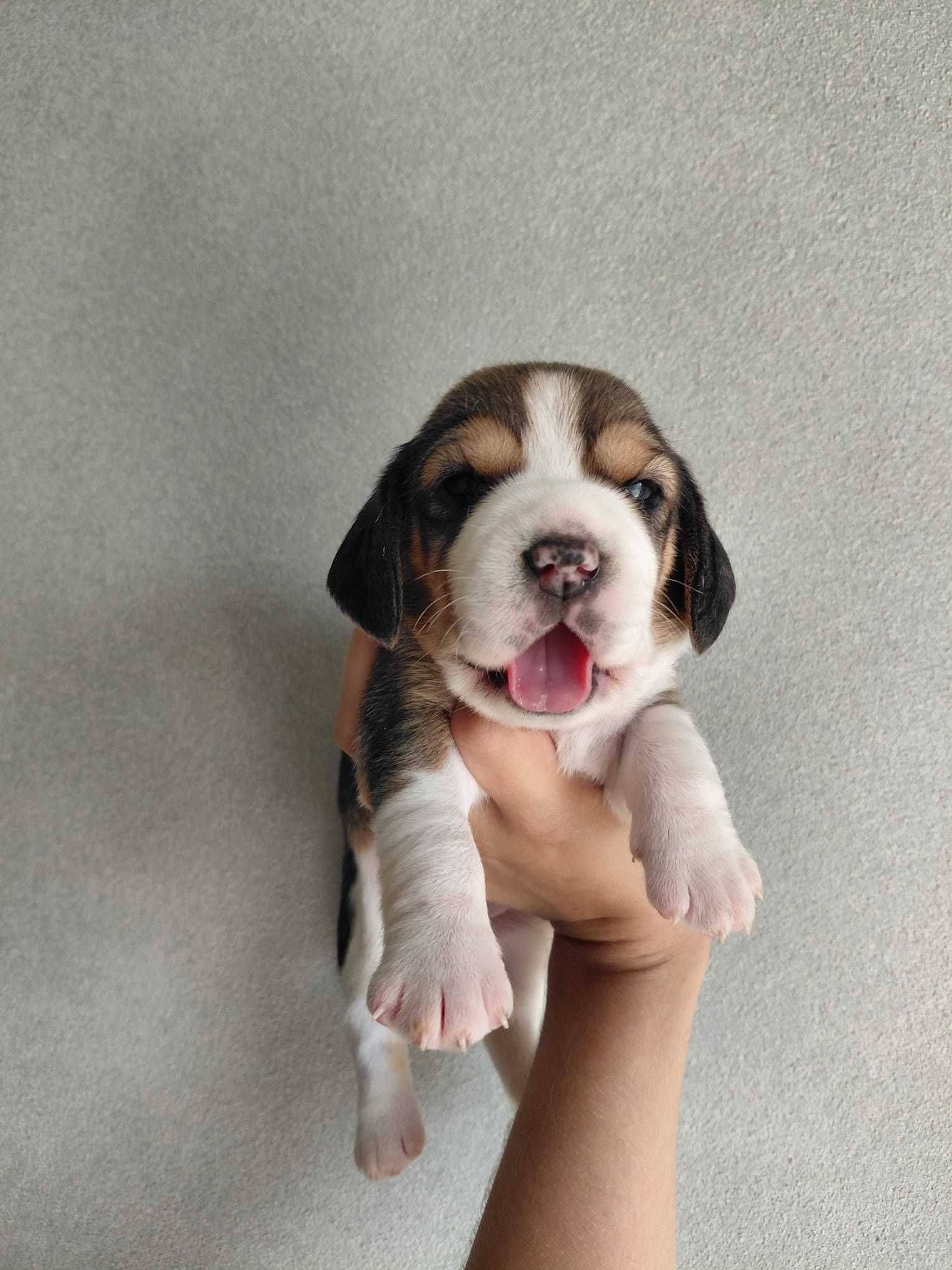 Cachorro Beagle TOP