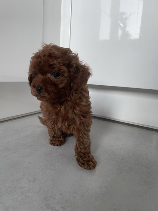 Suczka pudel TEACUP linia chińska BARDZO MALUTKA