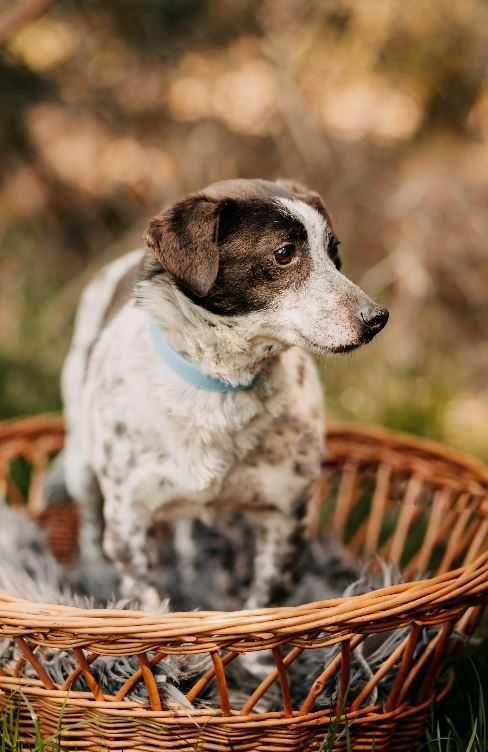 Mały, nieśmiały psiak Cheddar poleca się do adopcji!