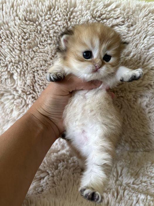 Шотландські кошенята