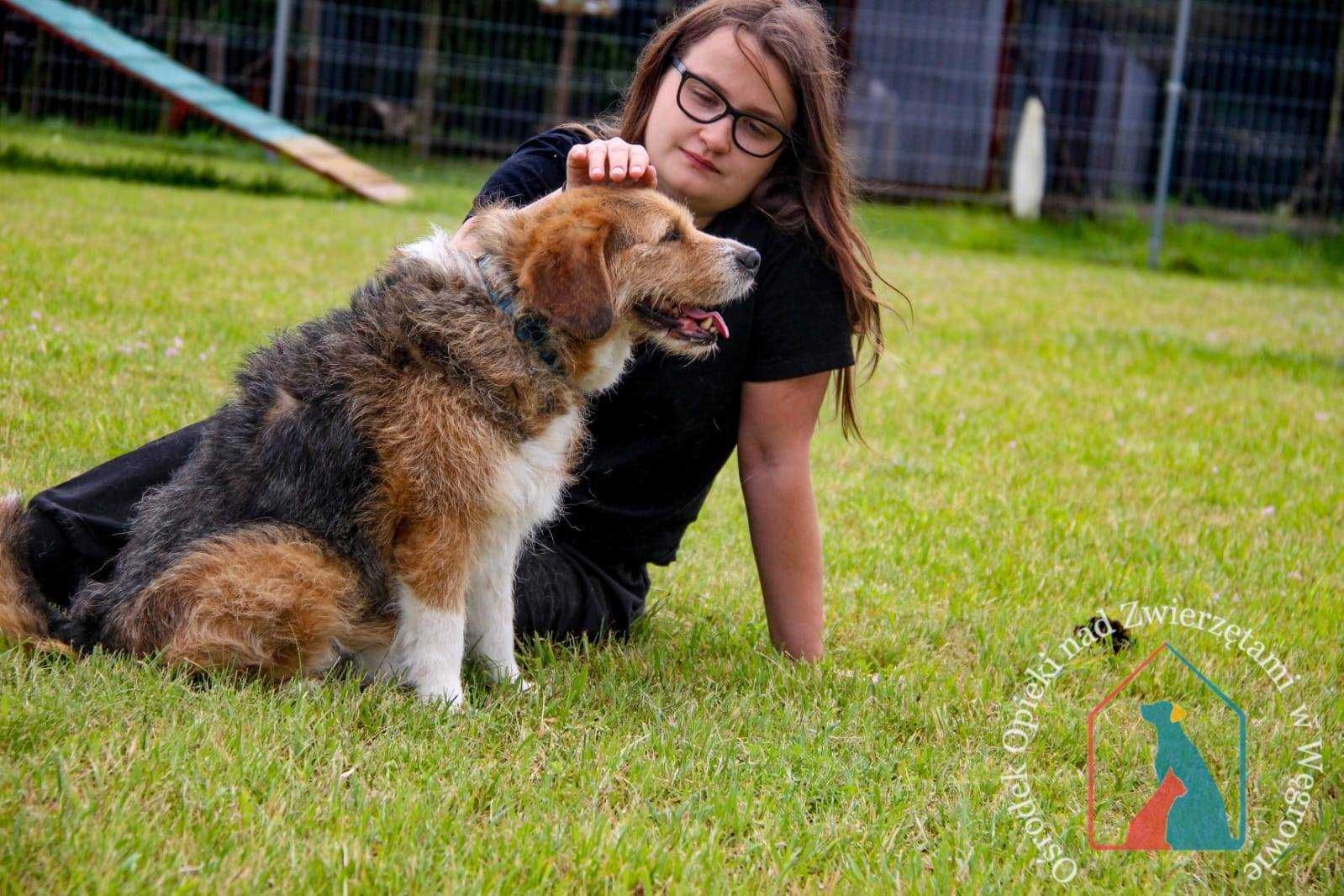 ŚLICZNY, ŁAGODNY, oddany - kocha ludzi, lubi bawić się piłką ADOPTUJ