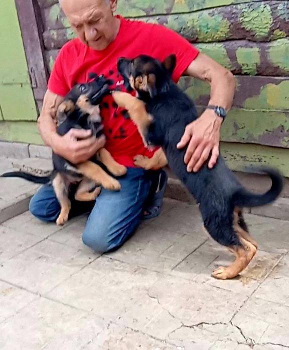 Две роскошные суки из питомника по 2,5 мес.