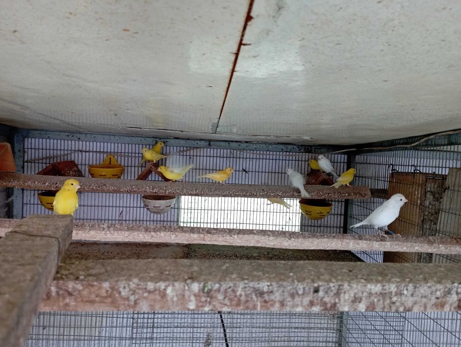 Canários amarelos disponíveis