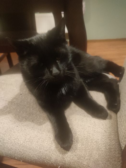 Oddam śliczną czarną kotkę w dobre ręce