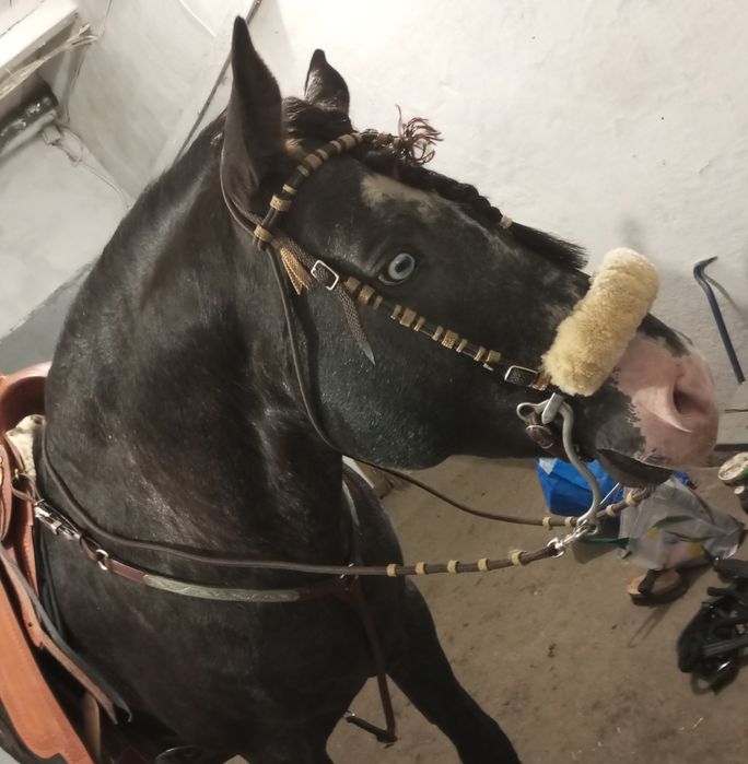 Хакамора з мотузковим оголів'ям та поводом