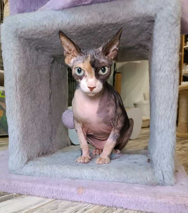 Кошечка редкой КРАСОТЫ, породы Сфинкс, по кличке Стеша (ей 4 годика)