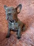 Buldog francuski sunia niebieska
